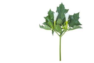 Yaprakları, meyveleri ve çiçekleri beyaz arkaplanda izole edilmiş datura stramonyumu.