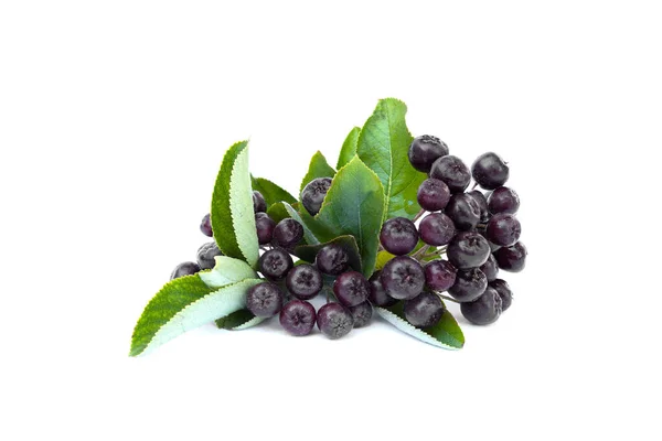 Černé Chokeberries Aronia Melanocarpa Listy Izolované Bílém Pozadí — Stock fotografie