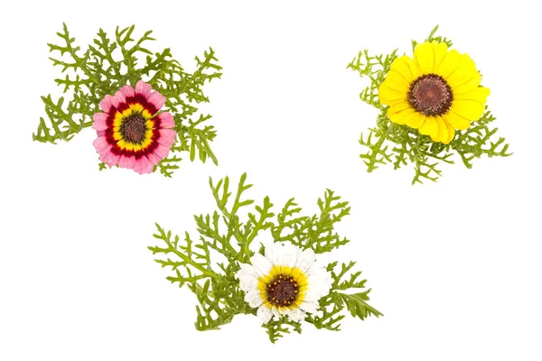 3つの花の集合白い背景に孤立した三色のデイジー Glebionis Carinata — ストック写真