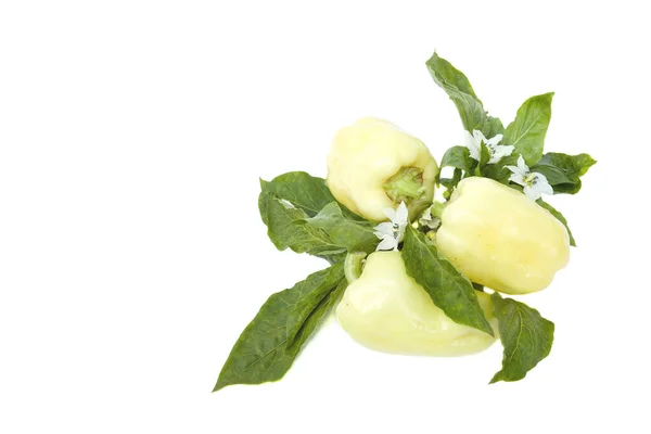 Yellow Sweet Pepper Leaves Flowers Isolated White Background Space Your — Stock Photo, Image