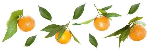 Colección Frutos Enteros Mandarina Clementina Aislados Sobre Fondo Blanco — Foto de Stock