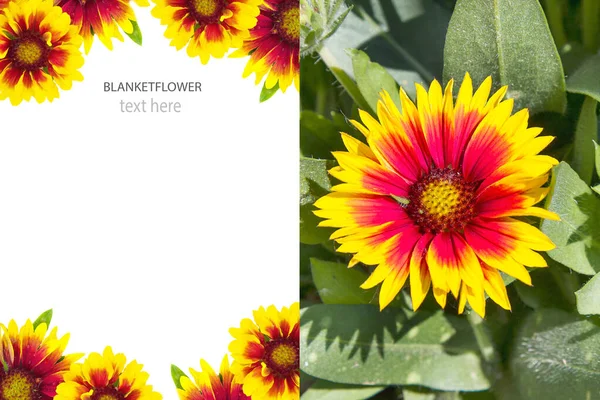 Layout Criativo Feito Flor Manta Indiana Gaillardia Pulchella — Fotografia de Stock