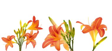 Beyaz arka planda izole edilmiş turuncu zambak çiçekleri.