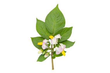  Beyaz arka planda izole patates yaprakları ve çiçekler