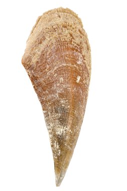 Beyaz zemin üzerinde bir Akdeniz kabuğu (Pinna nobilis) izole.