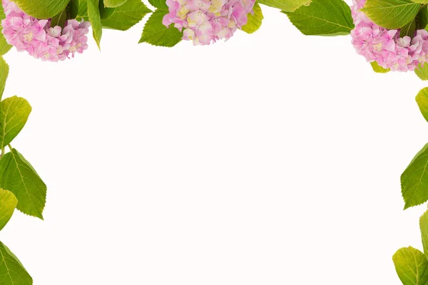 Frame Pink Hydrangea Isolated White Background Free Space Text — Stock Photo, Image