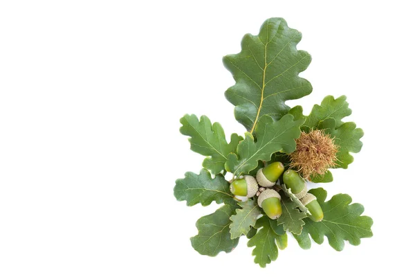 Leaves Fruit Downy Oak Quercus Pubescens Isolated White Background — Stock Photo, Image