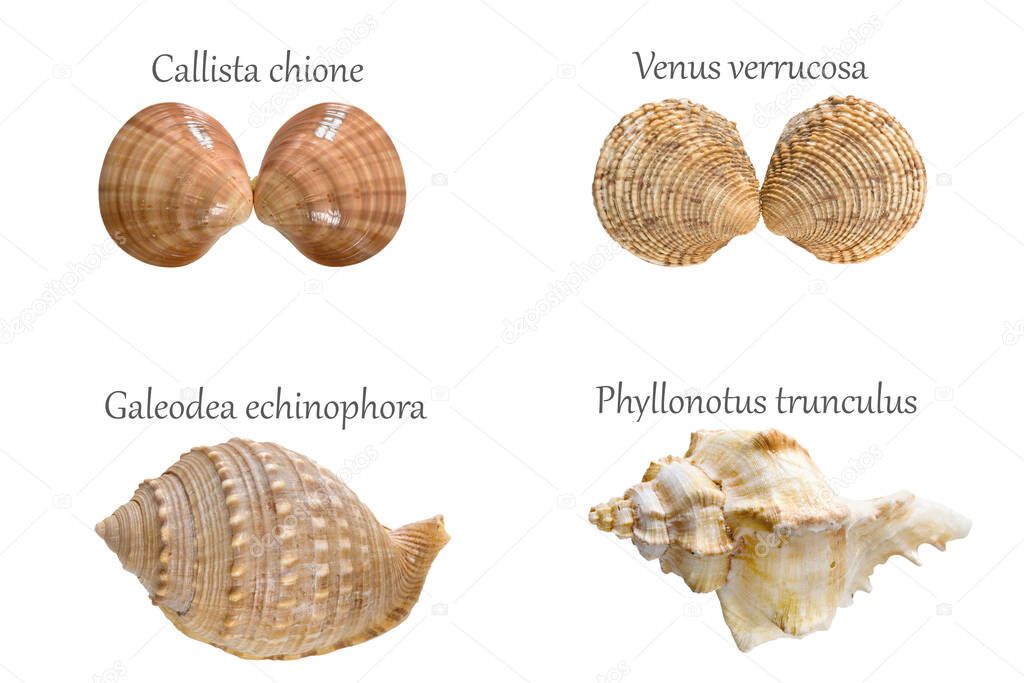 Beautiful set of seashells from the Adriatic Sea with Latin name isolated on white background.