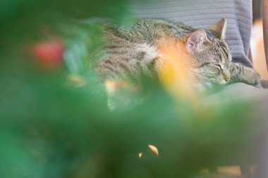 tekir kedi uyur, Noel ve yeni yıl atmosferini