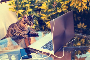 kedi laptop arıyorum. Açık havada çalışmak