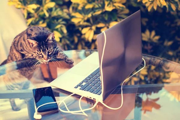 cat and notebook. Work outdoors