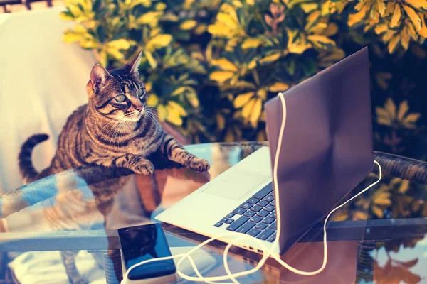 cat looking at laptop. Work outdoors