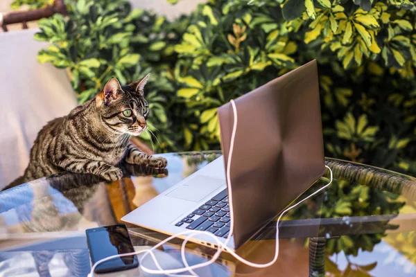 cat looking at laptop. Work outdoors