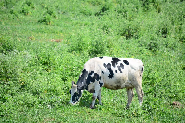 Vaca blanca y negra —  Fotos de Stock