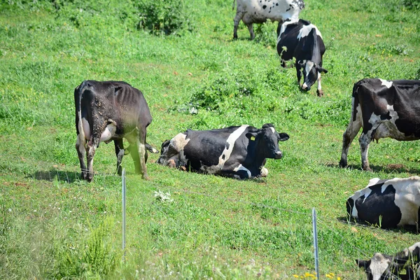 Black and white cows in a green field — Stock Photo, Image