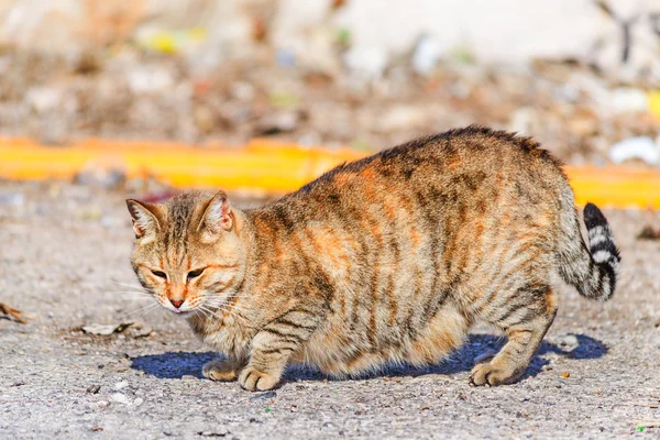 Brązowy kot na ulicy — Zdjęcie stockowe