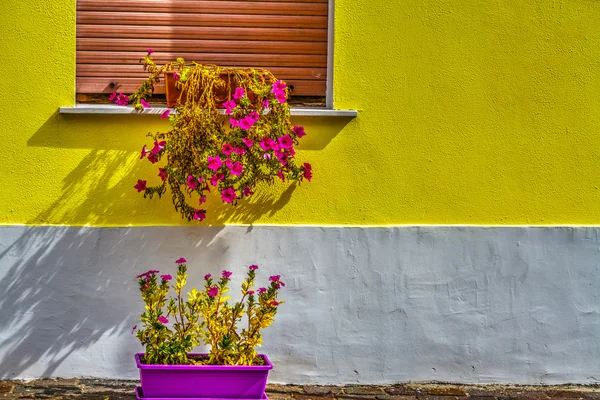 Colorful wall with flower pots — Stock Photo, Image