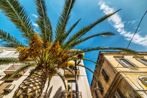 Palm tree in Sassari — Stock Photo, Image