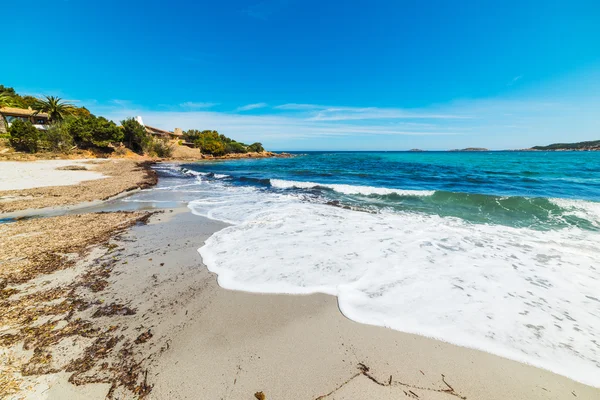 Algas en la playa de Piccolo Pevero — Foto de Stock