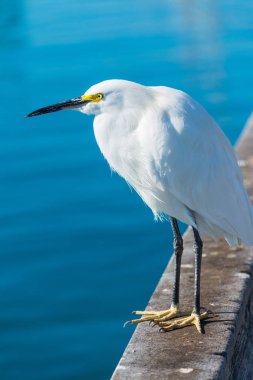 snowy egret on a wooden handrail clipart
