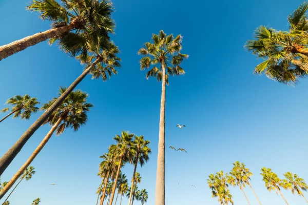 Palm trees and seagulls in Venice beach — Stock Photo, Image