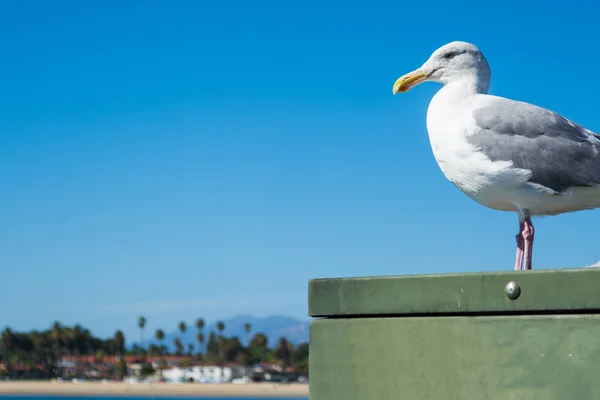 Gabbiano in piedi su una scatola di metallo a Santa Barbara riva — Foto Stock