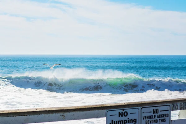 Gabbiano che sorvola un'onda sulla spiaggia del Pacifico — Foto Stock