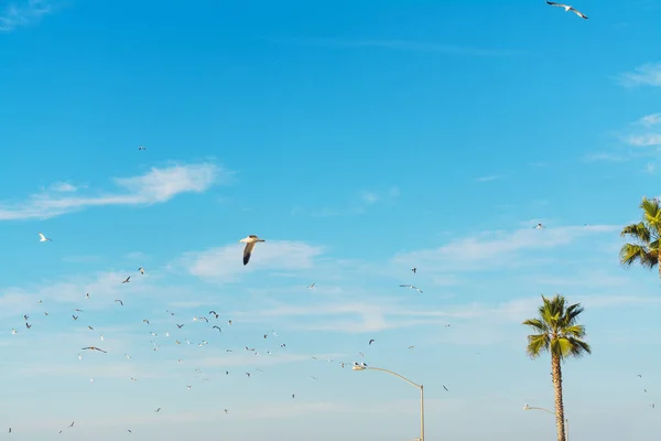 Måsarna flyger över palmer i La Jolla beach — Stockfoto