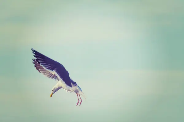 Zbliżenie na seagull lądowania — Zdjęcie stockowe