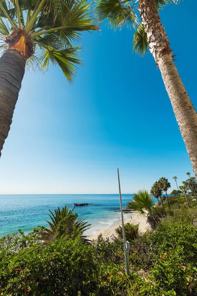 Hohe Palmen am Lagunenstrand — Stockfoto