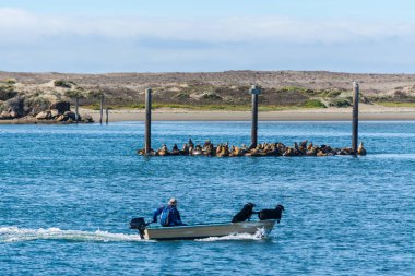 boat passing by a group of sea  lions in Morro Bay clipart