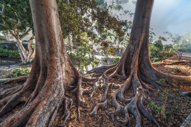 Balboa Park San Diego'da büyük kökleri