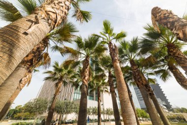 los Angeles'ta palmiye ağaçları