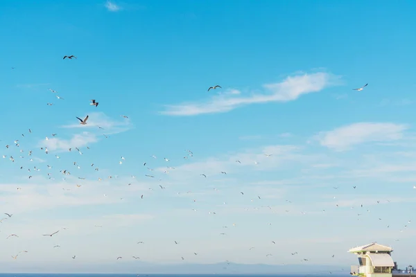 Meeuwen vliegen over een badmeester hut in La Jolla strand — Stockfoto