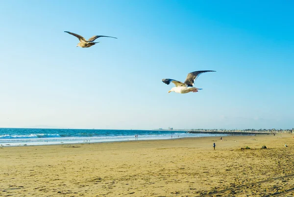 Vuelo de gaviota en Newport Beach — Foto de Stock