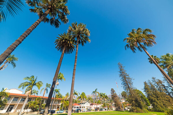 Palm trees in Santa Barbara