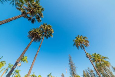 Santa Barbara'da uzun palmiye ağaçları