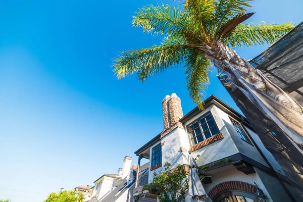 palmiye ağacı Balboa Island