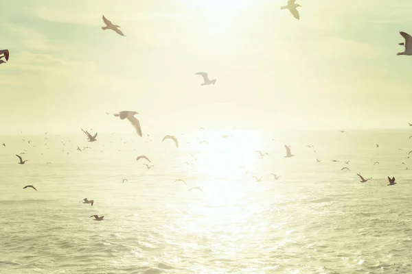 Möwenschwärme fliegen über das Meer — Stockfoto