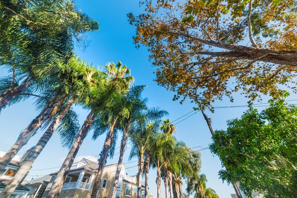Palmiye ağaçları Balboa Island — Stok fotoğraf