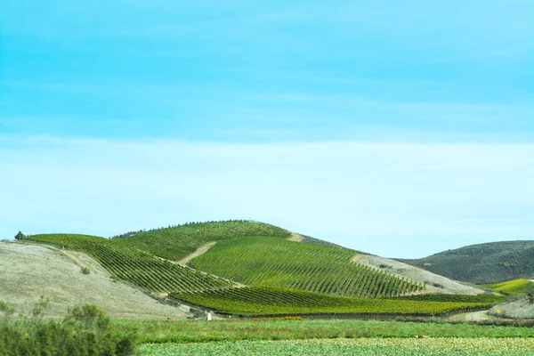 青空の下でブドウ畑と緑の丘 — ストック写真