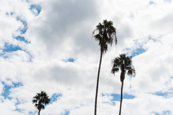 Пальмы под облачным небом в Лос-Анджелесе — стоковое фото