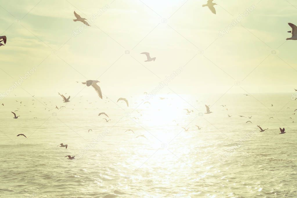 Flock of seagulls flying over the sea