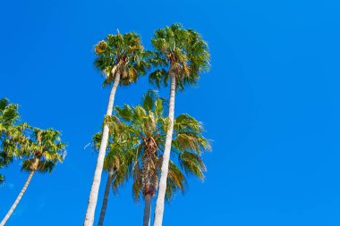 palmiye ağaçları California açık gökyüzü altında