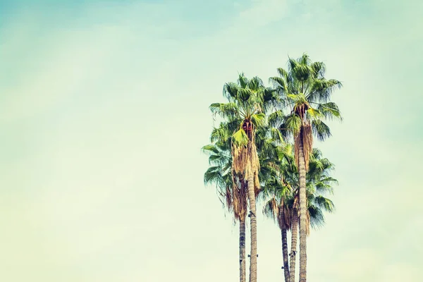 Palm trees in Los Angeles in vintage tone — Stock Photo, Image