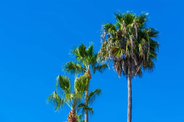 Palmer i Laguna Beach — Stockfoto