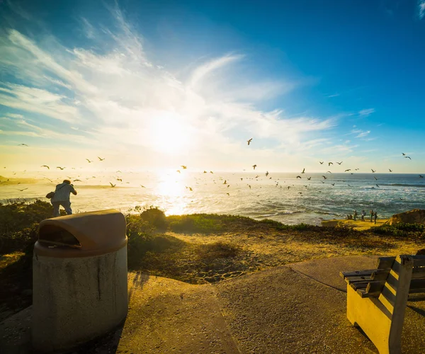 La Jolla'da günbatımında uçan martı sürüsü