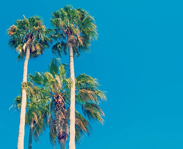 Пальмы под чистым небом в Калифорнии — стоковое фото