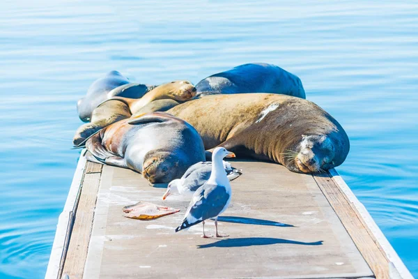 Морських левів і чайки на дерев'яний причал в Oceanside — стокове фото