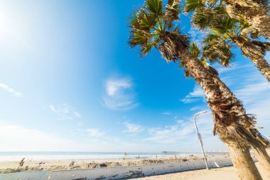 Palmiye ağaçları Pacific Beach